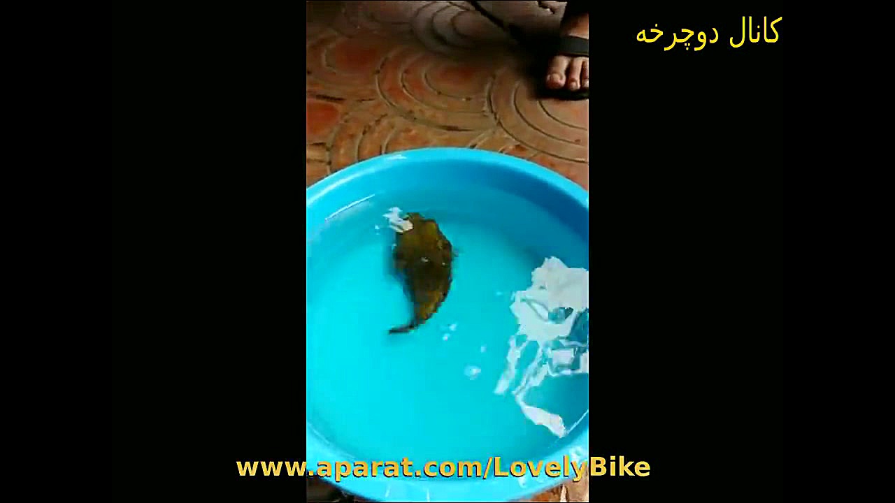 عکس العمل ماهی بادکنکی هنگام خ...