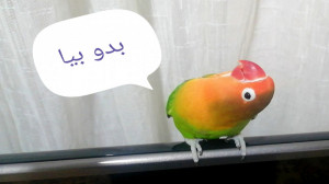 طوطی برزیلی سخنگو  میگه بدو بی...