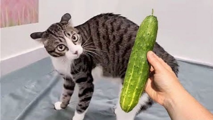 بهترین لحظات گربه های بامزه |...