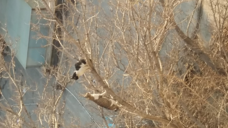 رام کردن گربه