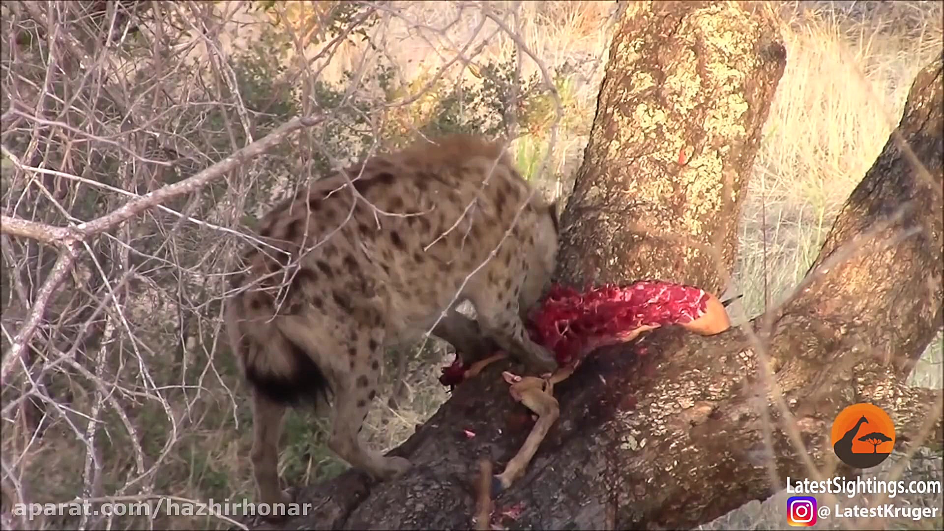 برنامه حیات وحش شکار حیوانات ت...