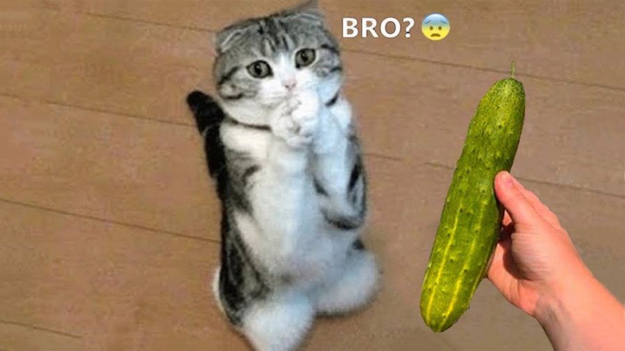 لحظات فان گربه ها و سگ ها ، کل...