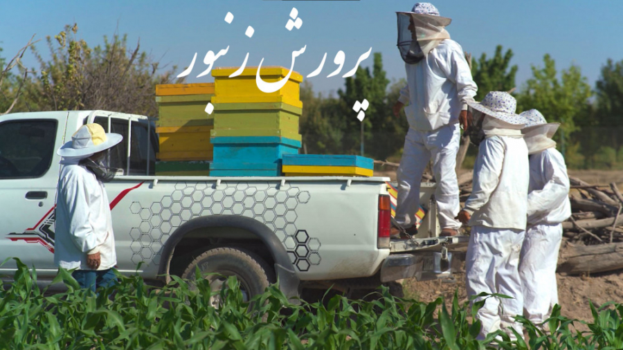 پرورش زنبور و تولید عسل  در بر...