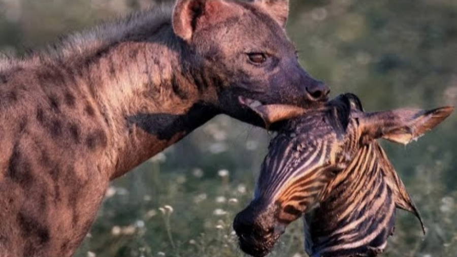شکار وحشیانه کفتارها  خوردن گو...