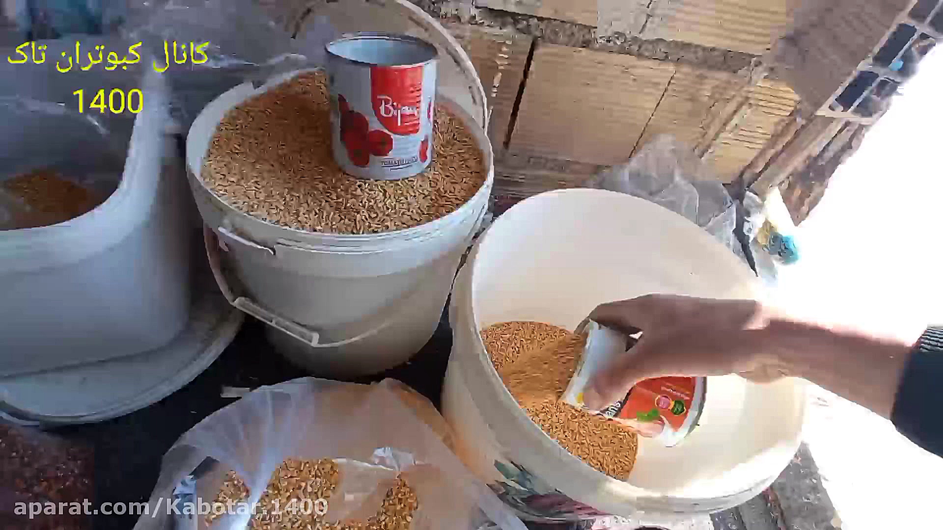 دان کفتر .اندازه دادن .ونوع دا...