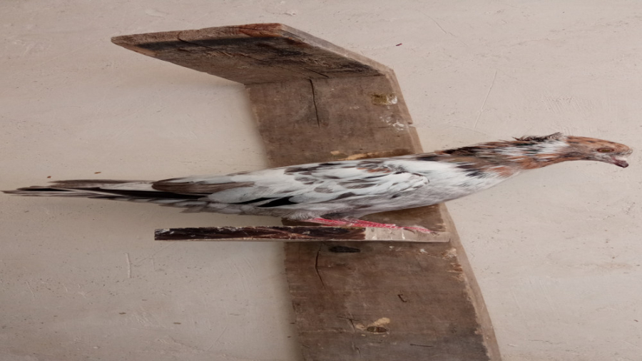 دان دادن کبوتر این کار انجام ب...