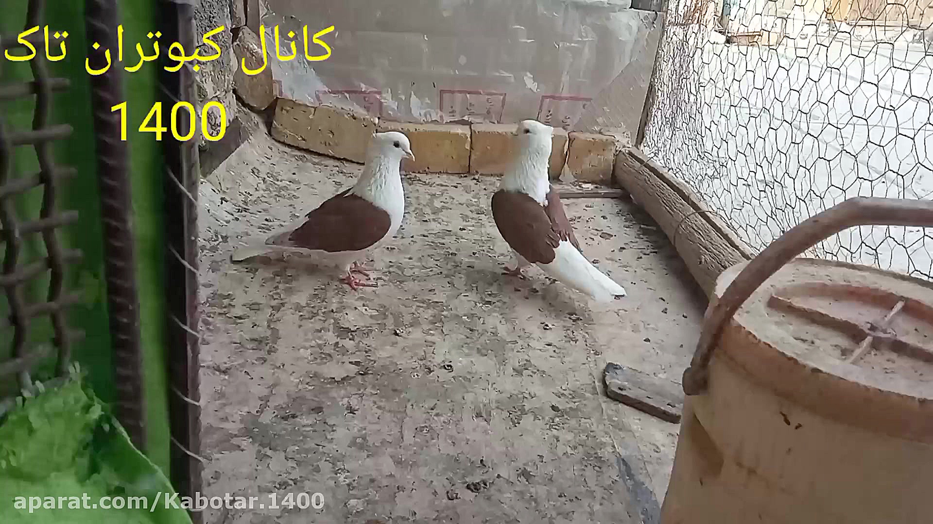 جفت زدن کبوتر