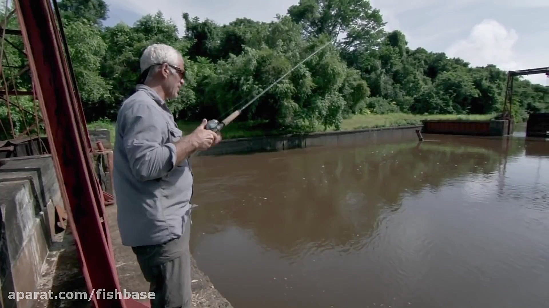 وقتی ماهی شکارچی، سریعتر از ما...