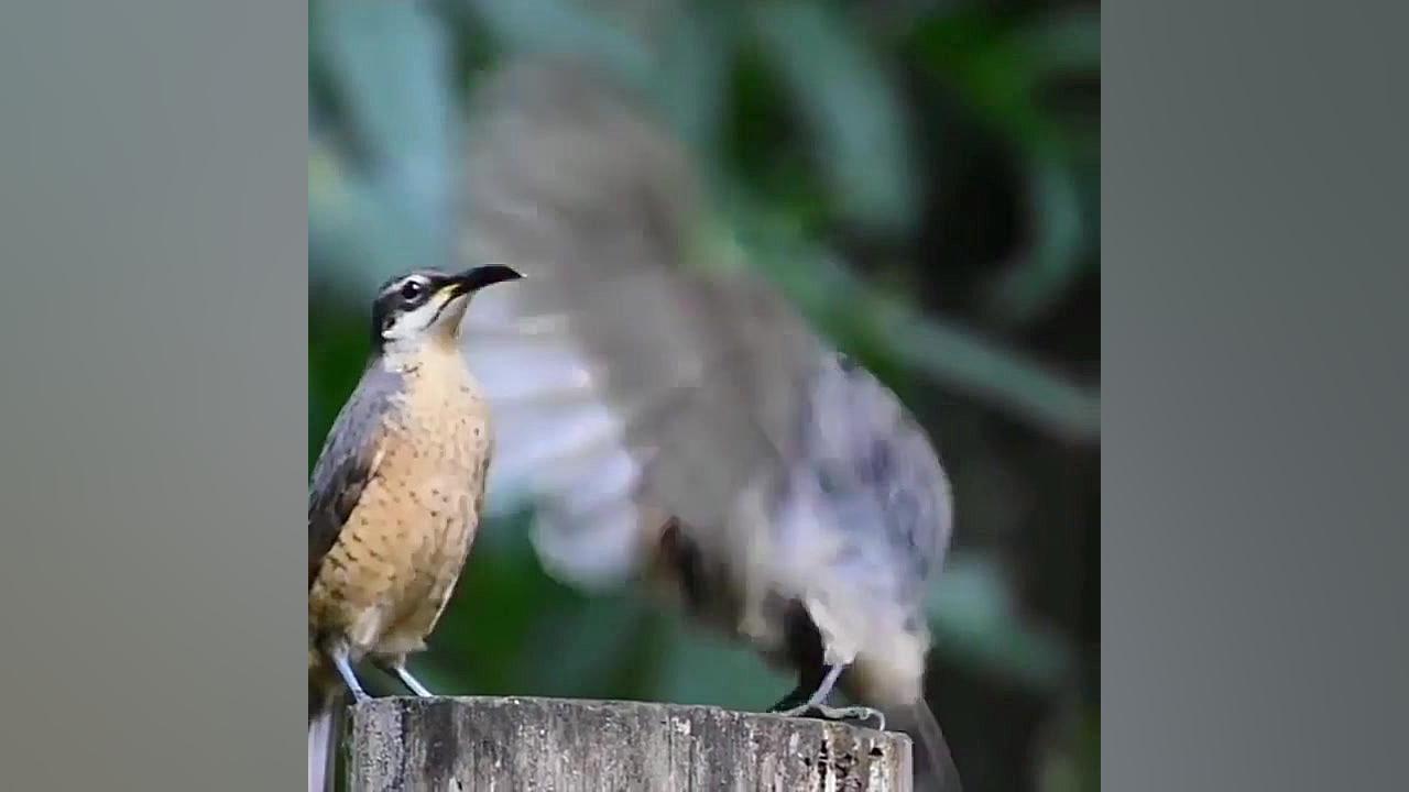 دیشدیری دیرین ماشالا