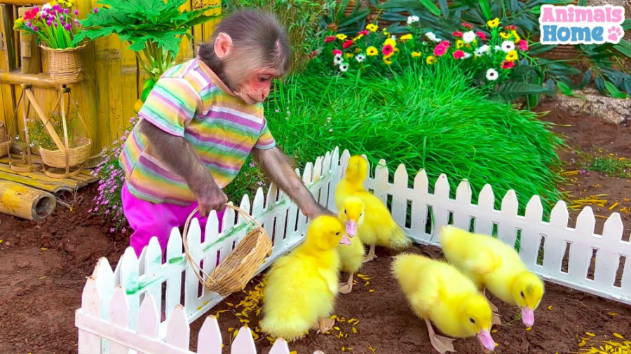 بچه میمون به پدر کمک می کند تا...