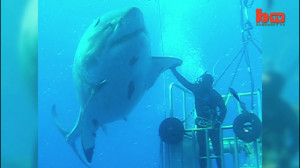 بزرگترین کوسه ثبت شده با دوربی...