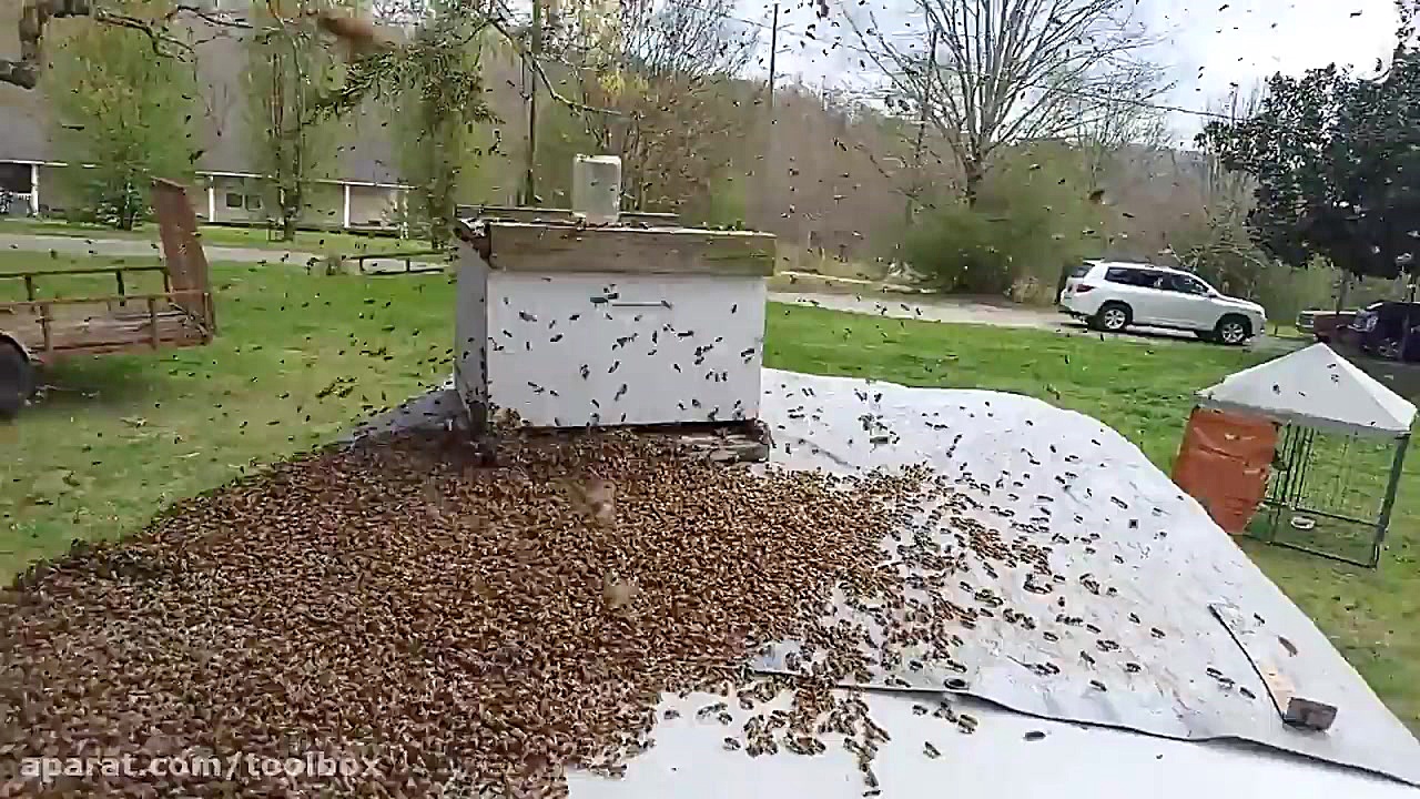 شکار دسته زنبور عسل