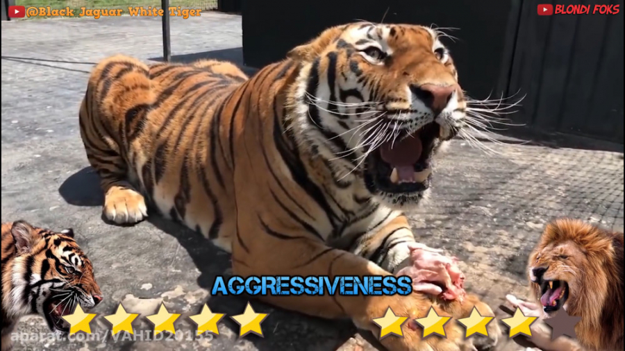 جنگ و نبرد حیوانات شیر و ببر د...