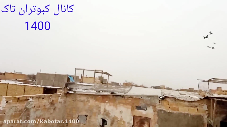 کبوتران تازه جلد من