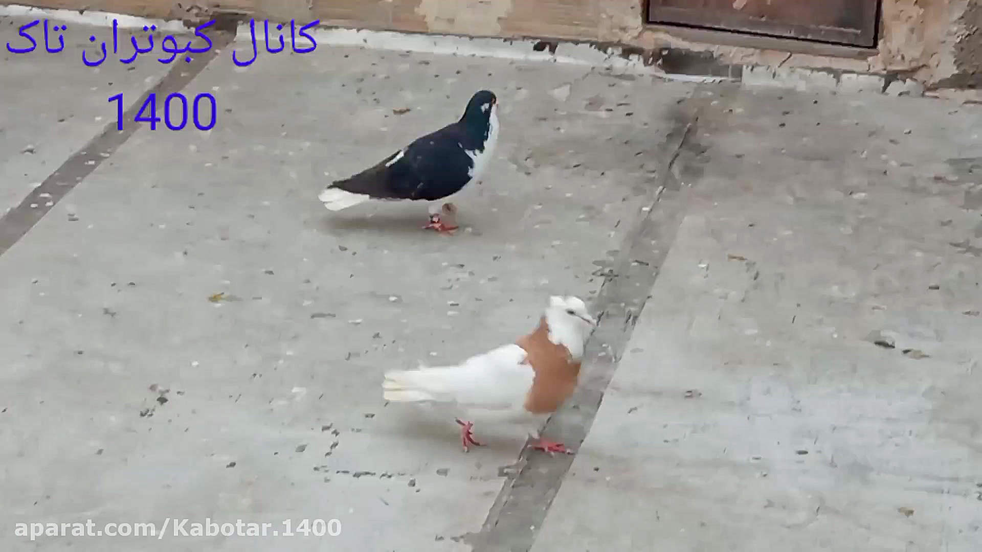 کبوتران تازه جلد من