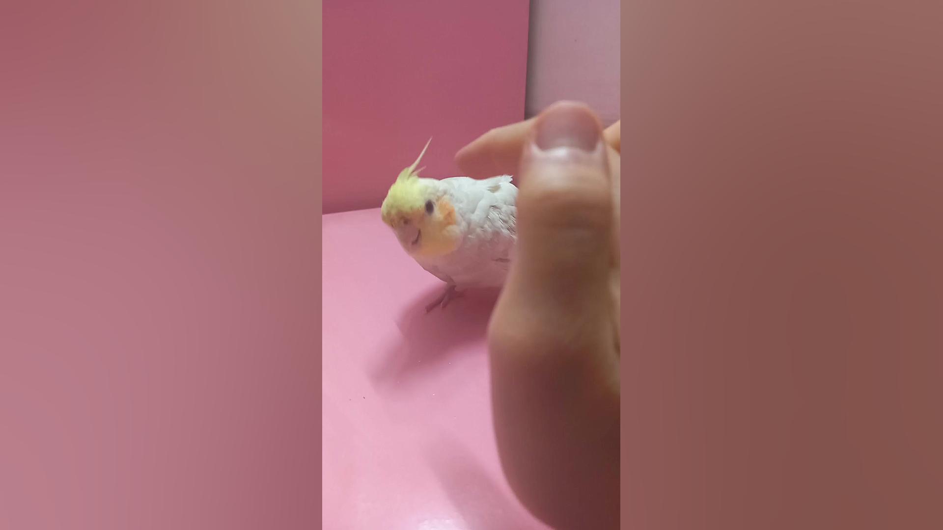 خوشگله من درسا عروس هلندی