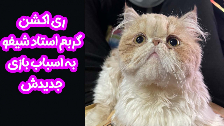 گربه ملوس استاد شیفو | ری اکشن...