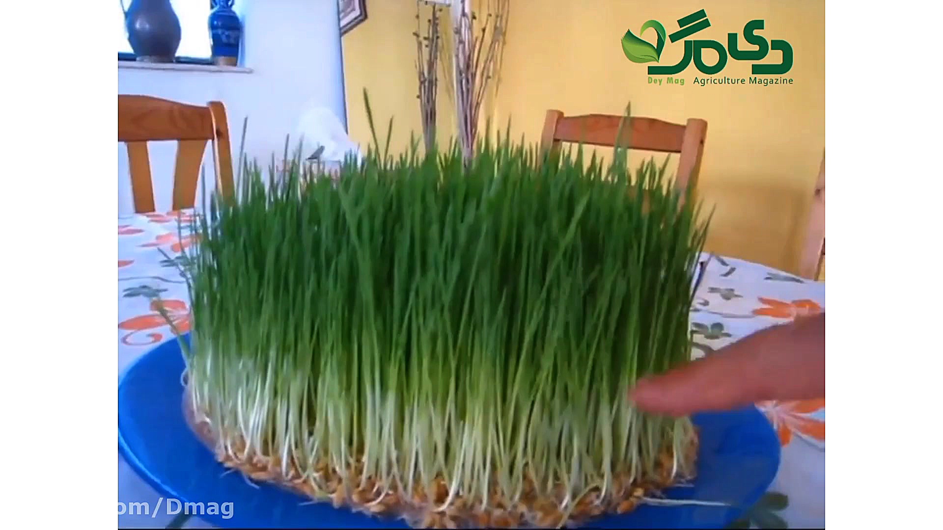 روش تهیه جوانه گندم (زیرنویس ف...