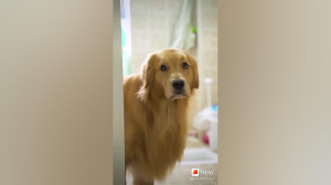 فیلم سگ مهربان