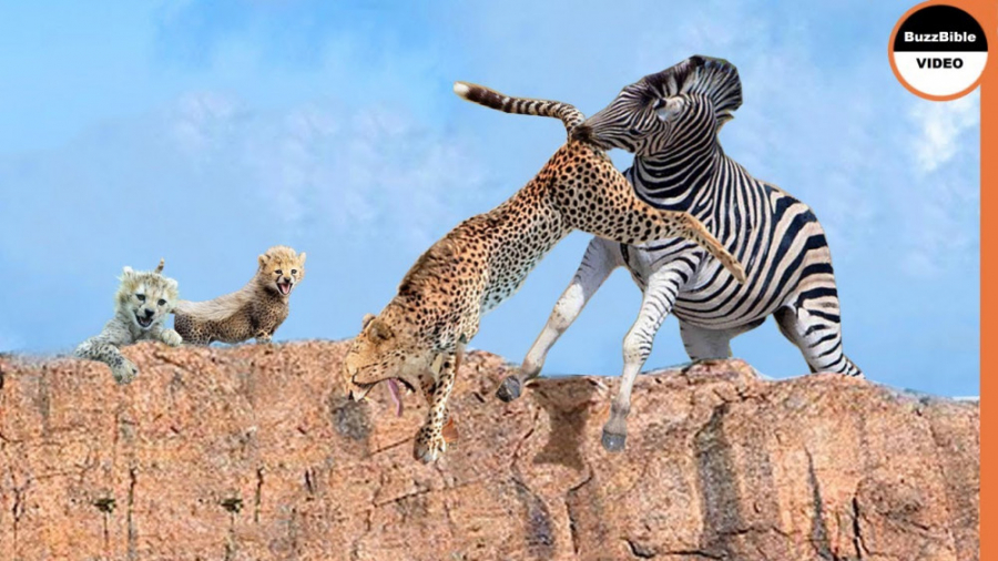 گورخر نریان توله یوزپلنگ را می...