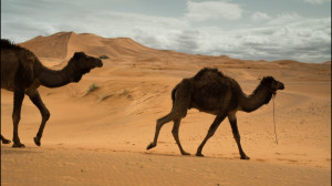 فوتیج شتر در بیابان