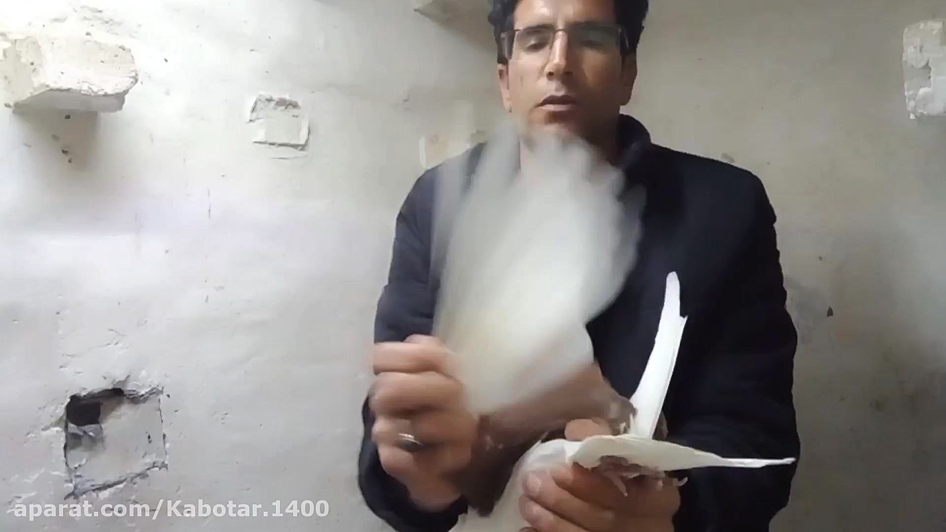 تفاوت کبوتر پلاکی با کبوتر معم...