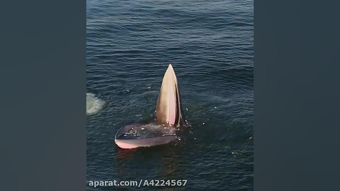 بهترین صیاد دنیا