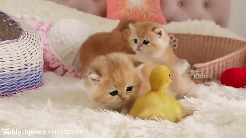 دوستی گربه ها با جوجه اردک