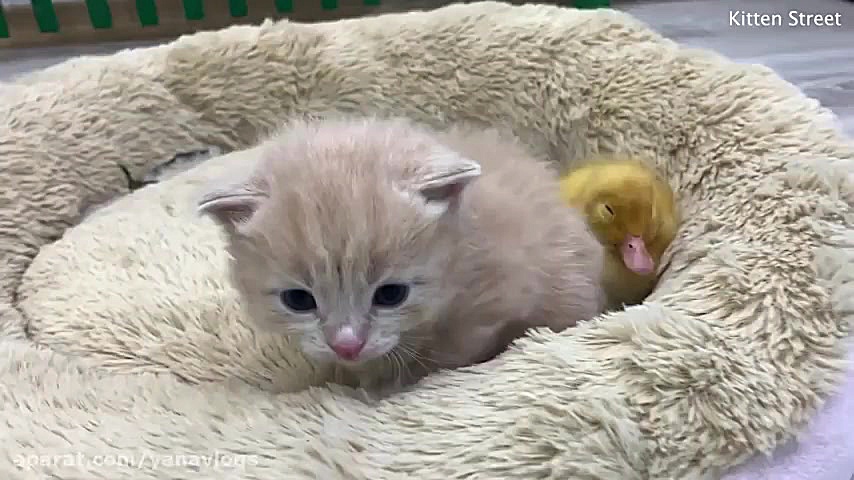 دوستی جوجه اردک با گربه کوچولو