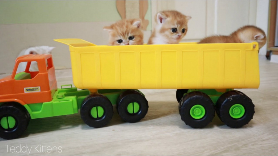 بازی بچه گربه های خوشگل و بامز...