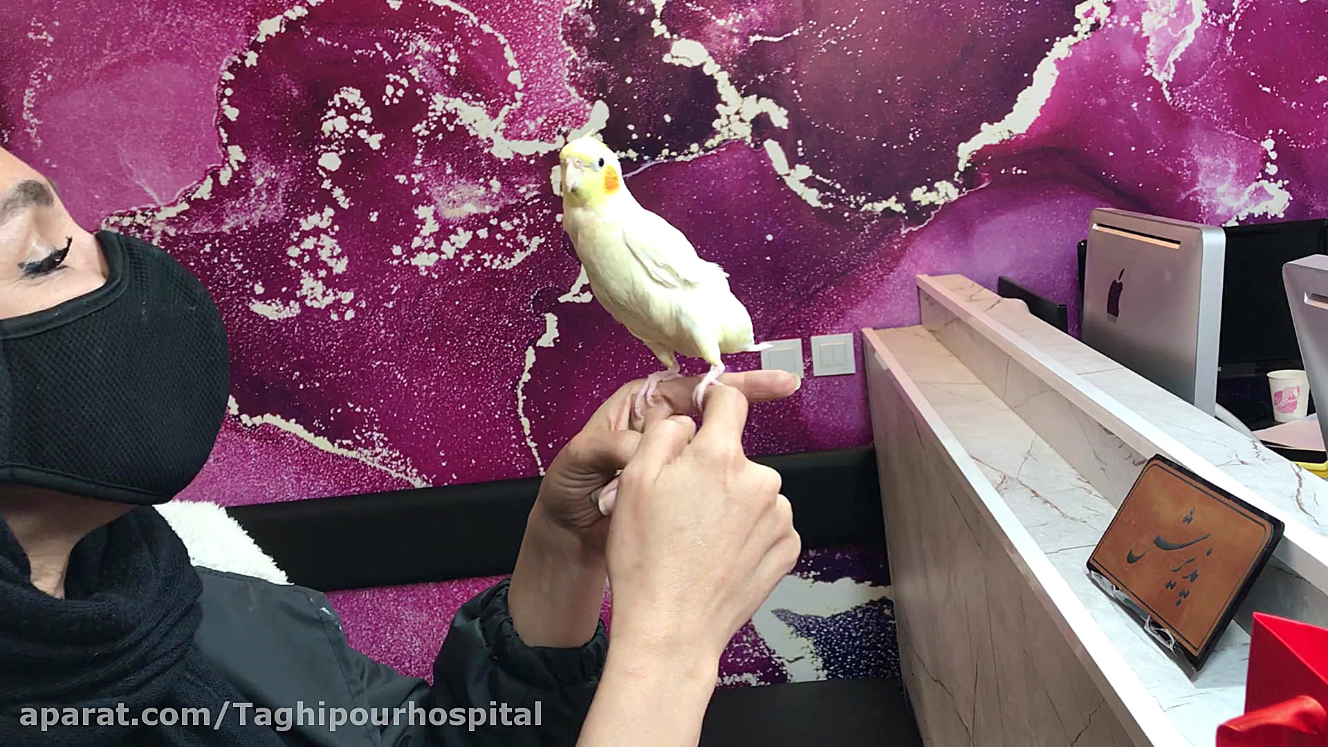 پرنده حرف گوش کن Listen to the...