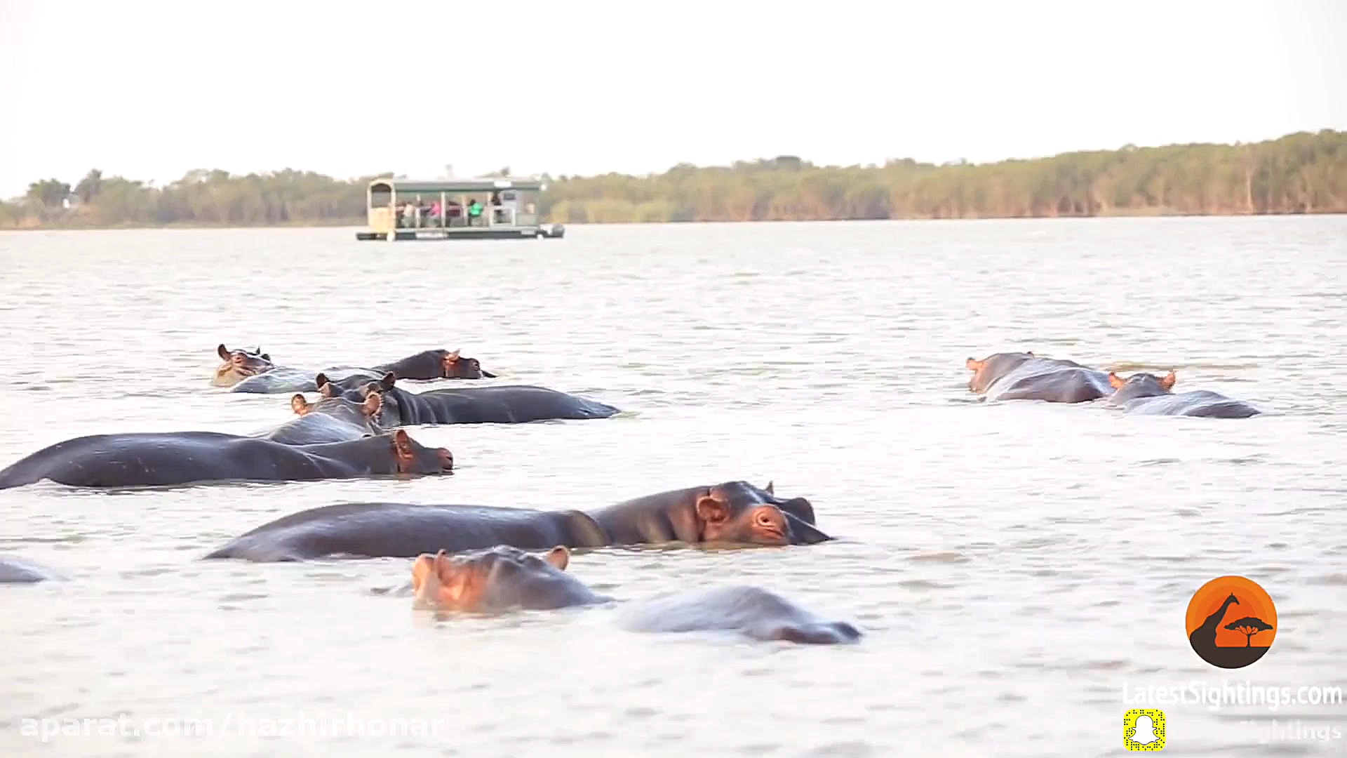 1 بول کوسه شنا کردن در برابر 1...