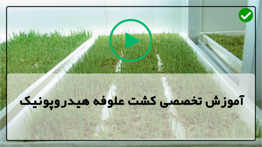 فیلم رایگان آموزش کشت علوفه هی...