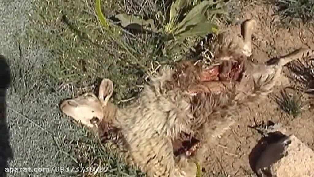 حمله گرگ به گله گوسفند بهار138...