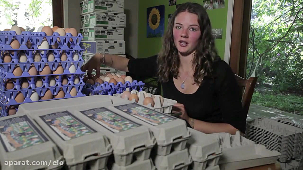 HD تولید تخم مرغ ارگانیک