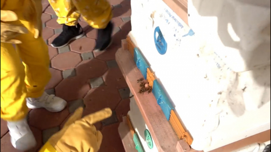 دیانا و روما