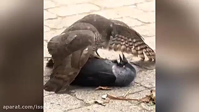 شکار و زنده خواری کلاغ توسط شا...