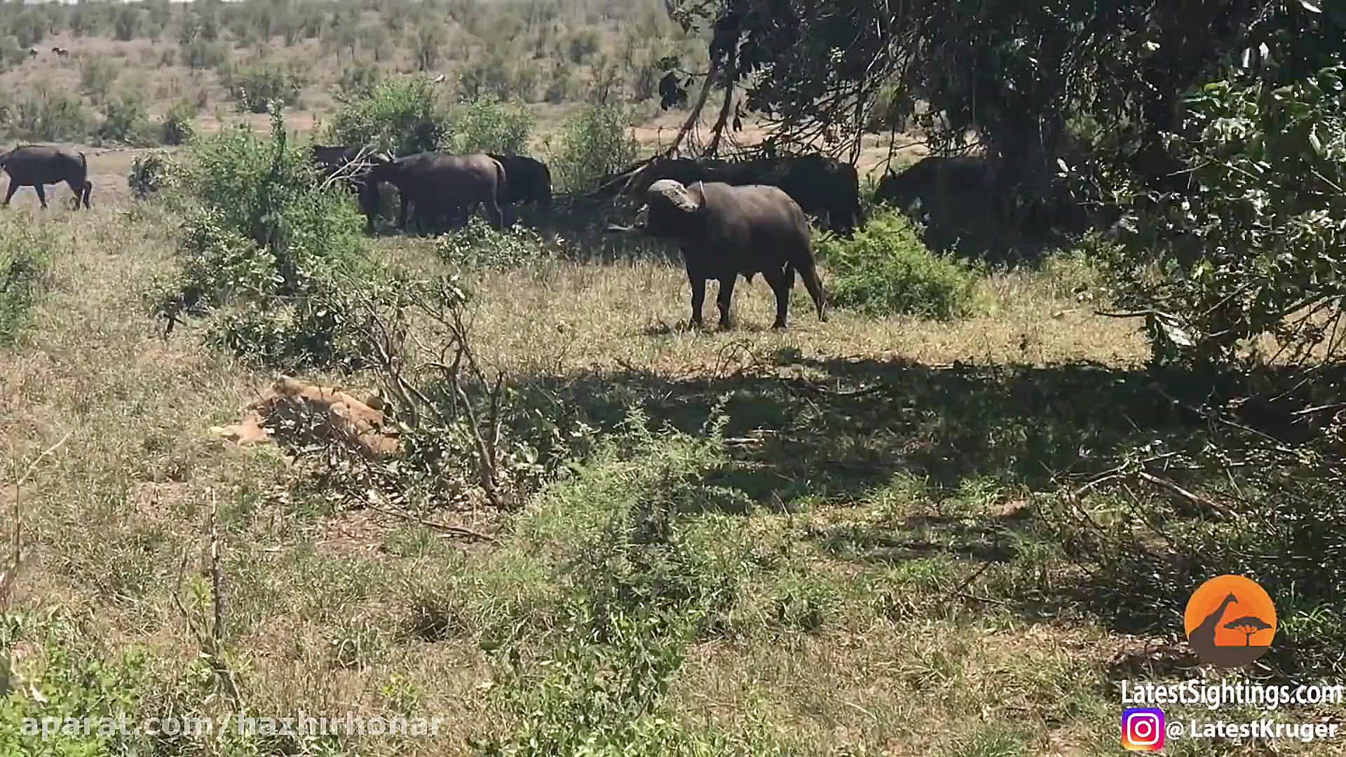 کلیپ نبرد حیوانات حیات وحش باغ...