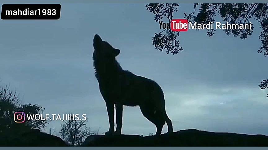 زوزه های وحشتناک گرگ تنها در ل...