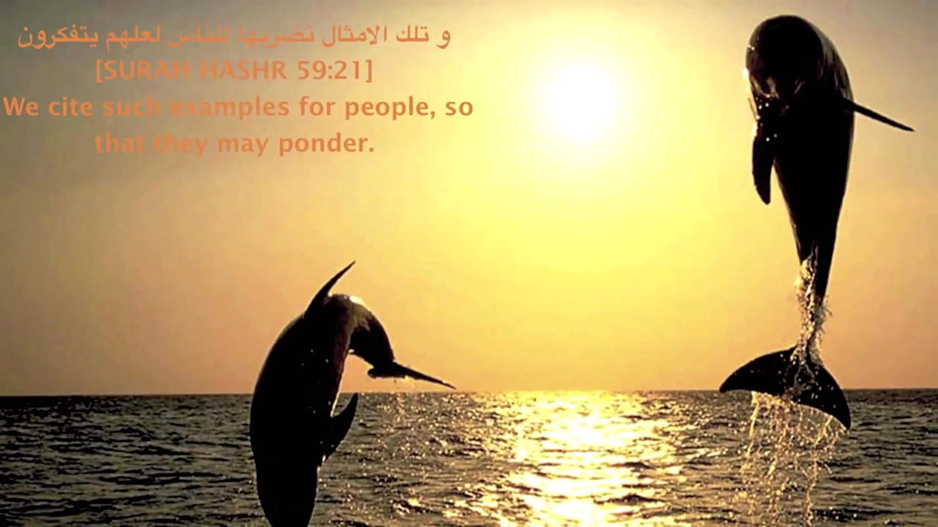 مقاطع الذهبية لشيخ محمود الشحا...