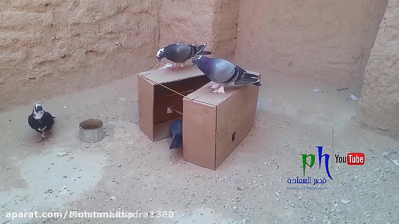 آموزش ساخت تله برای کفتر و کبو...