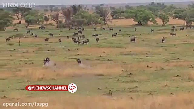 شکار سگ های وحشی به شکل گروهی...