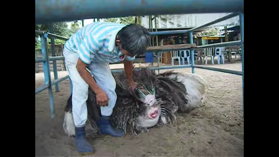 تخم شترمرغ ، فیلم تخم گذاری شت...