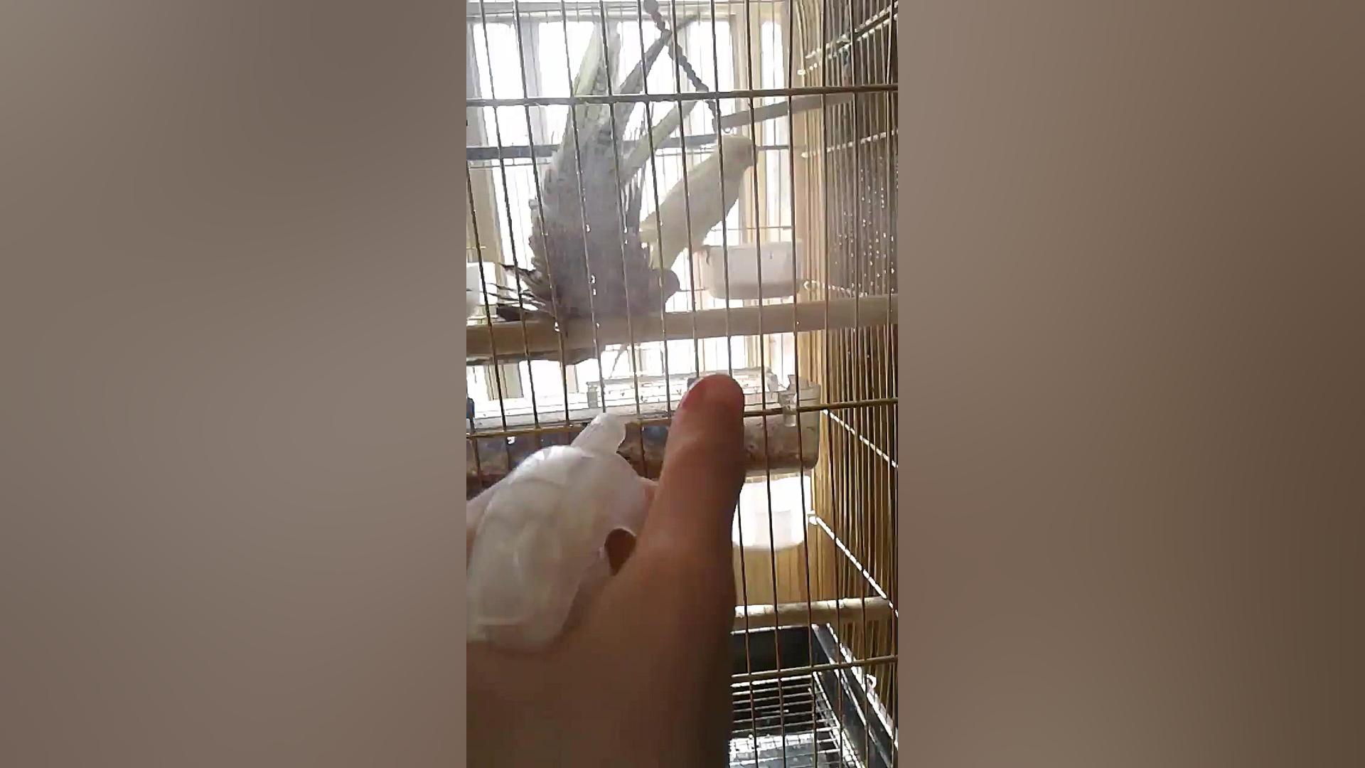 پرنده های من در حال حمام کردن