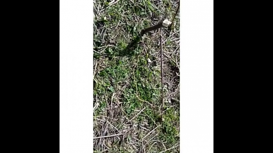 آموزش ساخت( تله پرنده و انواع...