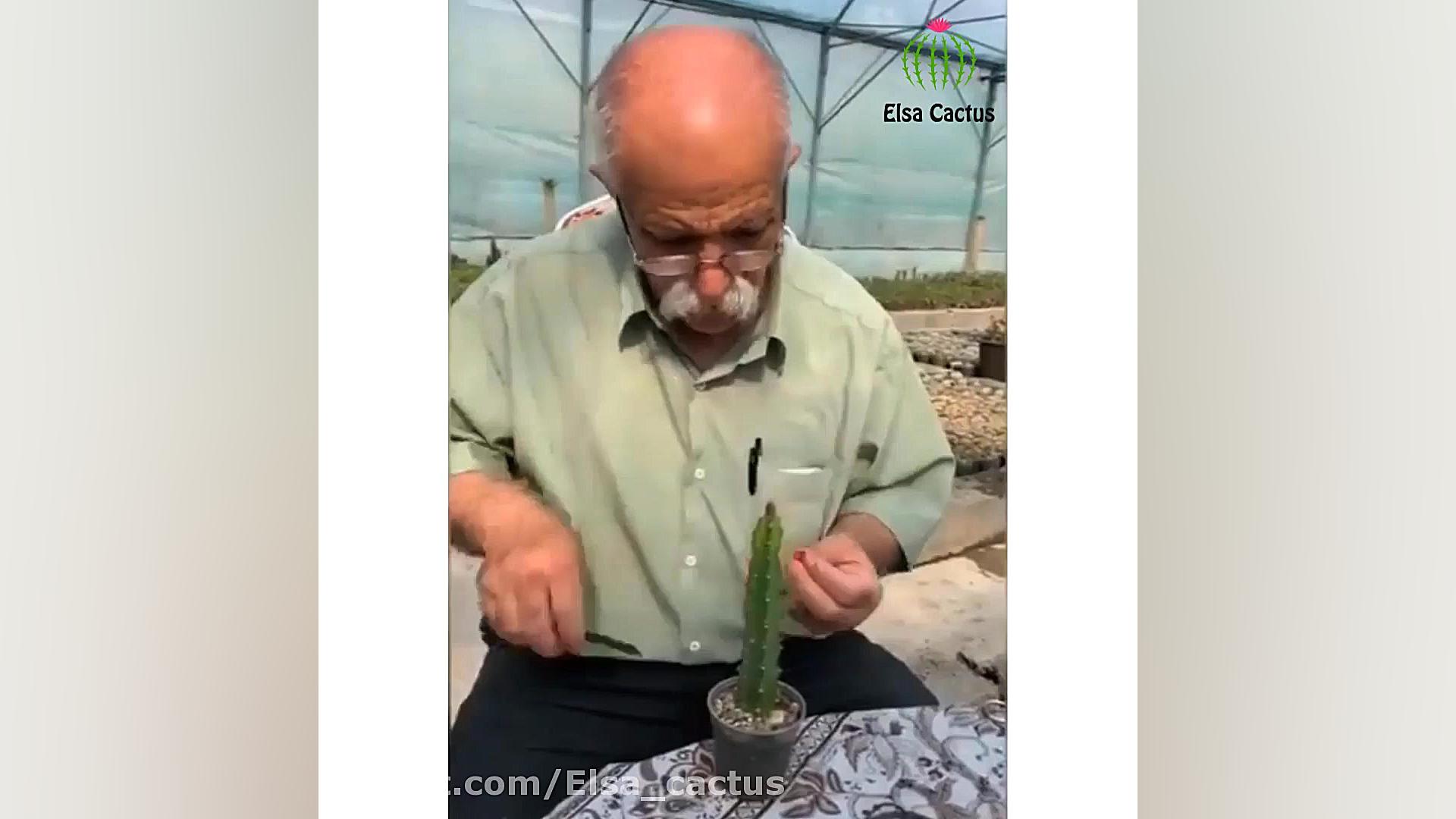 آموزش پیوند زدن کاکتوس استاد ا...