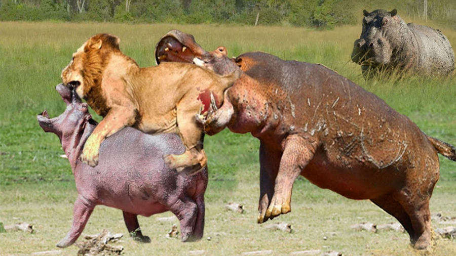 کرگدن عصبانی! اسب آبی دیوانه د...