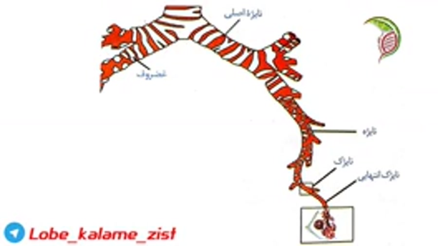 انیمیشن توضیح مراحل دستگاه تنفس، نای، نایژه، نایژک