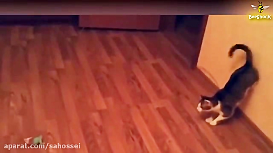 گربه های احمق =))