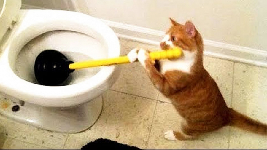 کلیپ طنز حیوانات خانگی ، گربه...